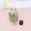 650ml Clear Glass Ampere Bottle for Green Plant Flower Seed 