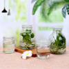 650ml Clear Glass Ampere Bottle for Green Plant Flower Seed 