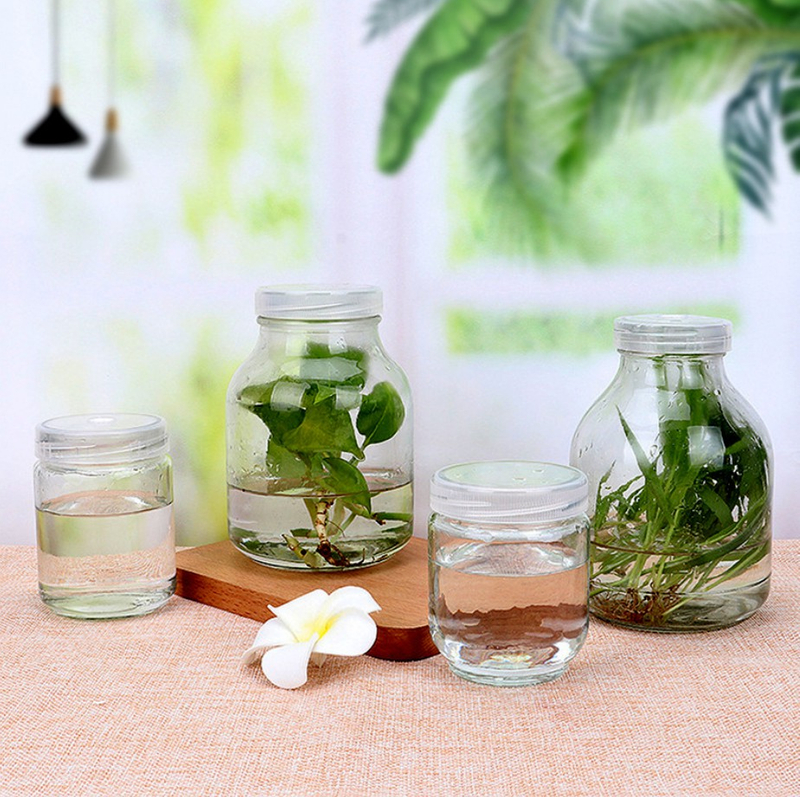 650ml Clear Glass Ampere Bottle for Green Plant Flower Seed 