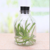 650ml Clear Glass Ampere Bottle for Green Plant Flower Seed 