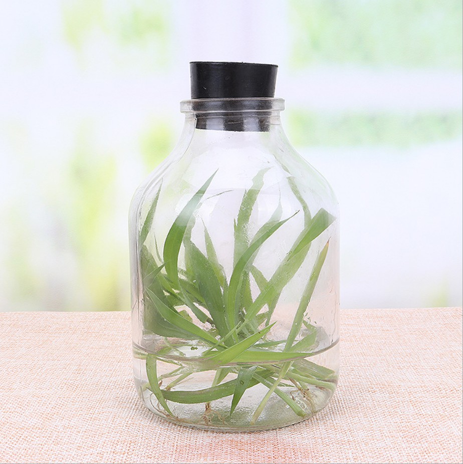 650ml Clear Glass Ampere Bottle for Green Plant Flower Seed 